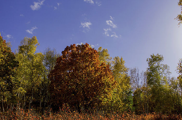 ��״��Ҷ��