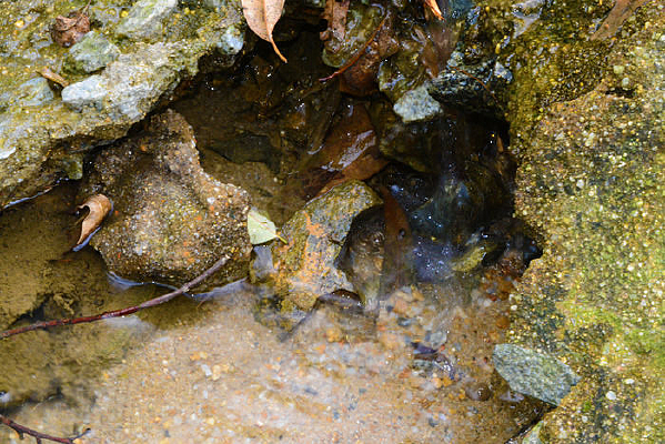 ɽ������