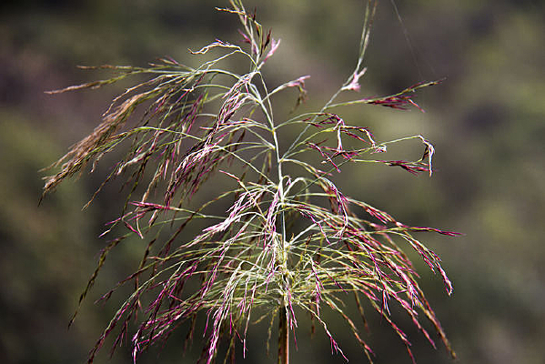 ������ǿҰ��