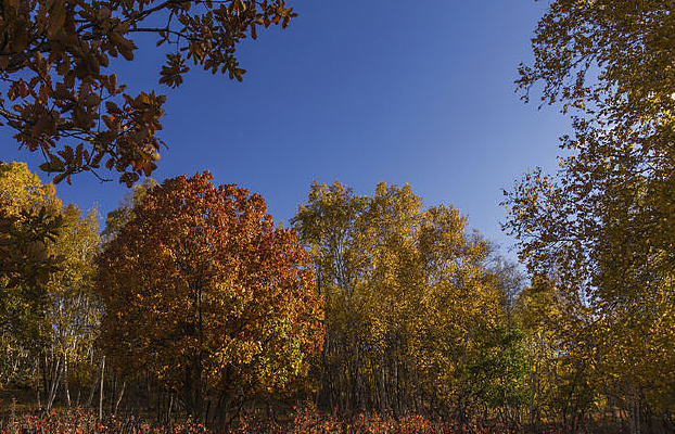 ͸����Ҷ������