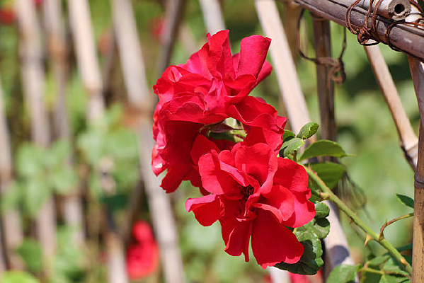 Ψ���¼���