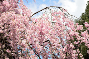 ӣ������