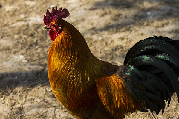 һֻ������