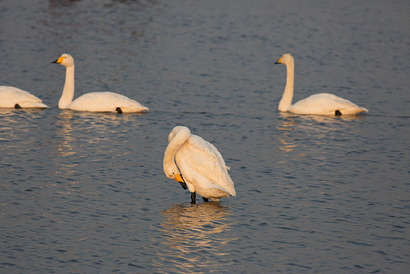 ��ԡϦ�������