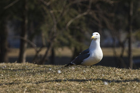 �ڲݵ����еĺ�Ÿ