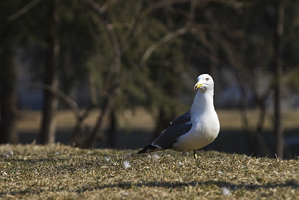 �ڲݵ����еĺ�Ÿ