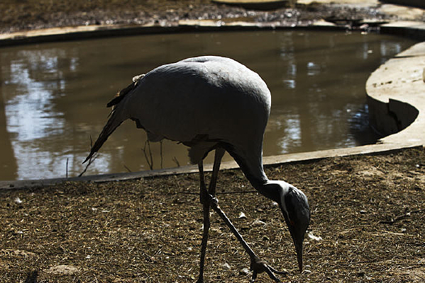 ����ʳ�Ĳ���