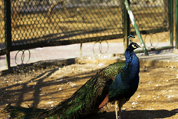 ��˼���Ŀ�ȸ