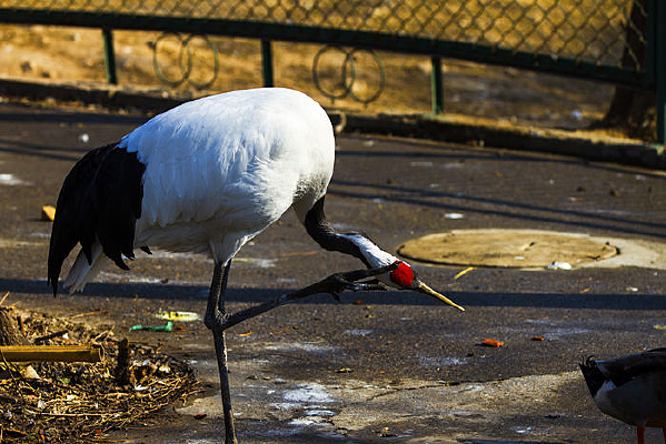 �����������Ŀ�ȸ