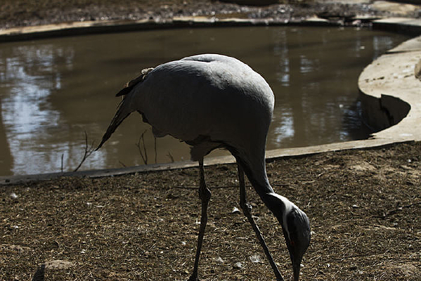 ��Ѱ��ʳ��Ĳ���