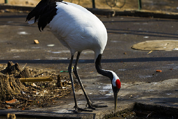 ��Ѱ��ʳ��Ŀ�ȸ