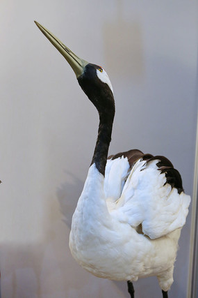 ��ϡ����ھ���