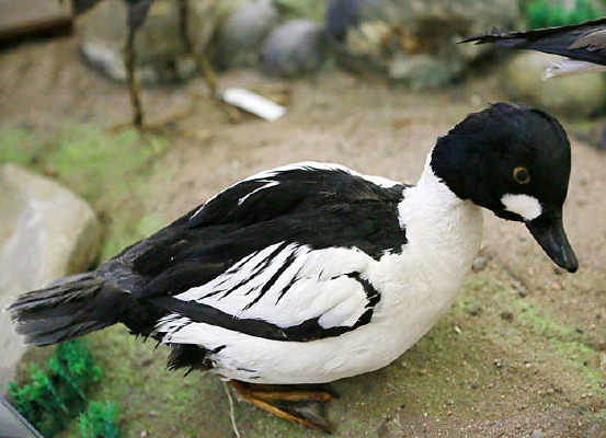 ��ϡ����ȵѼ�걾