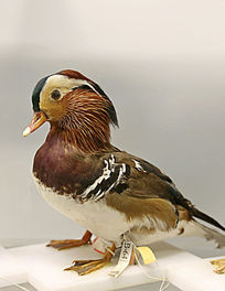 ԧ������