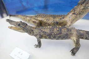 ��ϡ����ı걾