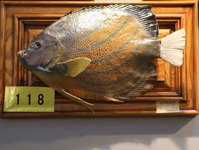 ��ϡ����绷�̸���걾