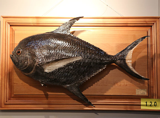 ��ϡ�������б걾