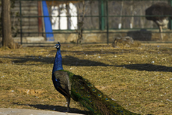 ��������β�Ŀ�ȸ