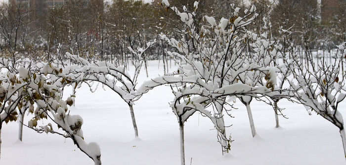 ��ѩ����