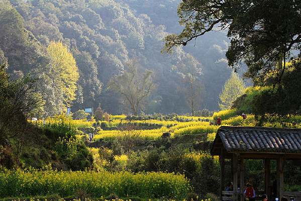 ����Ĳݷ�