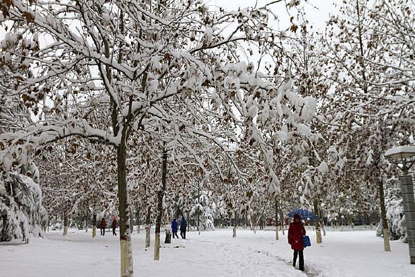 �����Ŀ�Ҷ