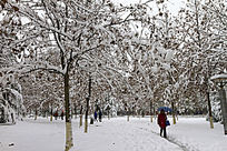 ��Ҷ����