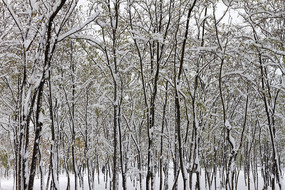 ��֦����ѩ