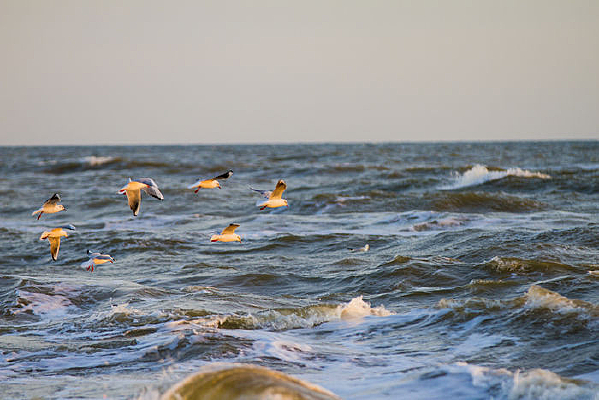 ɳ̲�ϵĻ���