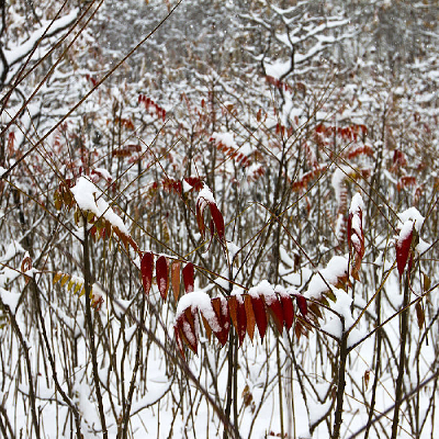 ������Ҷ