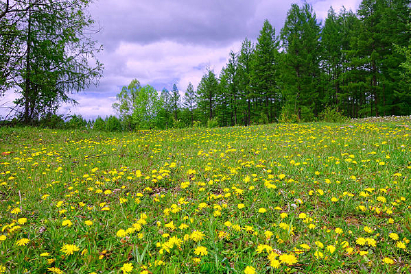 �����ƻ�������