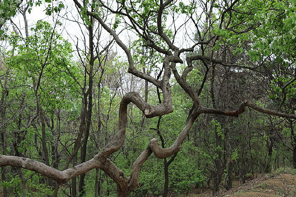 ������������ľ