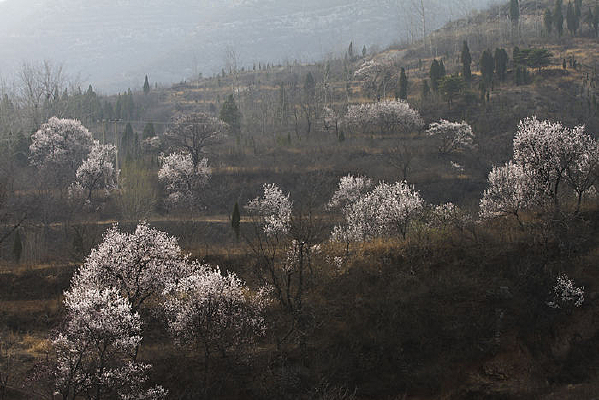 ɽ������