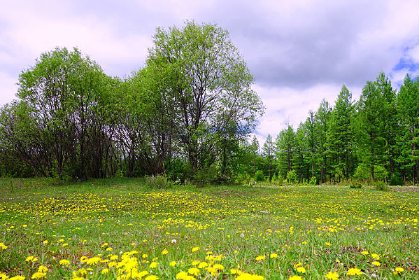 ���ֲݵ��ѹ�Ӣ