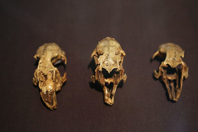 �ܿڵ���ַ��Ұ��ͷ��