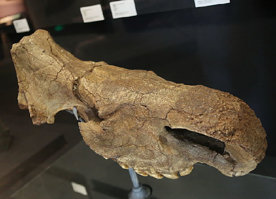 �ܿڵ���ַ˫��Ϭ����ͷ��