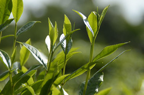 海南白沙綠茶茶場採茶的茶農