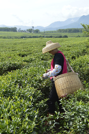 白沙綠茶茶場在採茶的茶農圖片