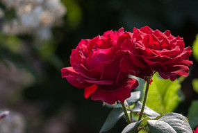 ���ɫ�¼���