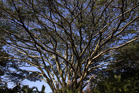 ��ľ����