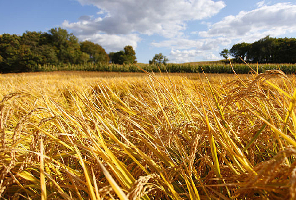 ���յ���Ұ