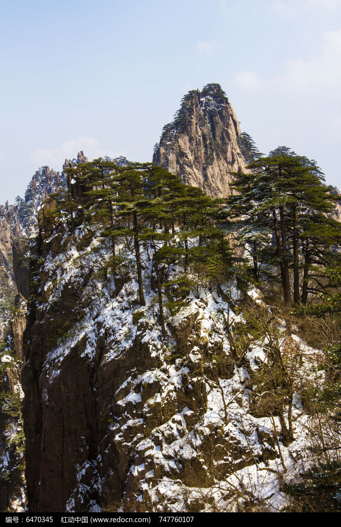 高山松下雪