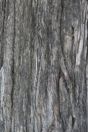 ����������Ƥ����