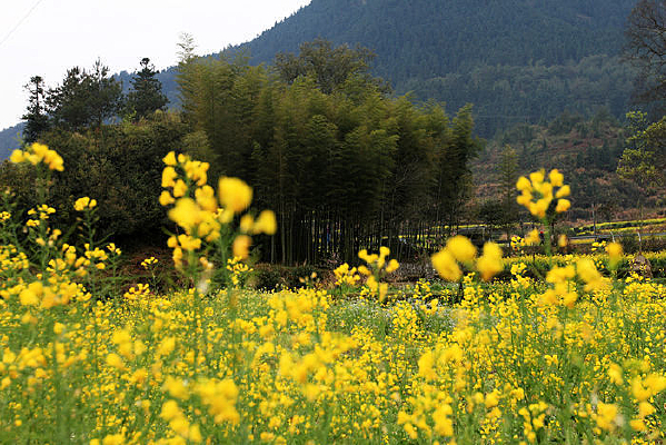 �ƻ�����