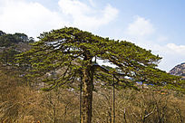 ��ɽ�ڻ���