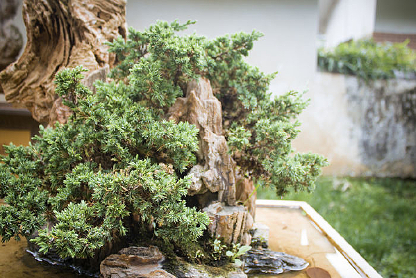 ��ɽ��ïʢ����ֲ�辰