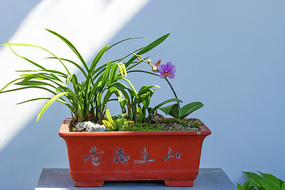 �����辰��Ӱ