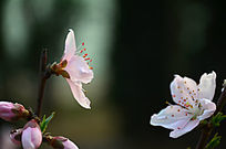 ����������һ�����һ������