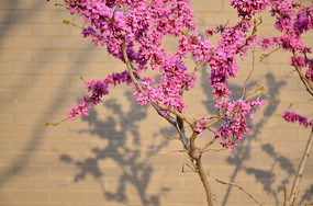 �����ʮ����Ͼ�������ͶӰ