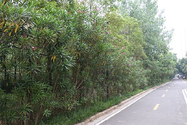 ·�ߵ�һ����