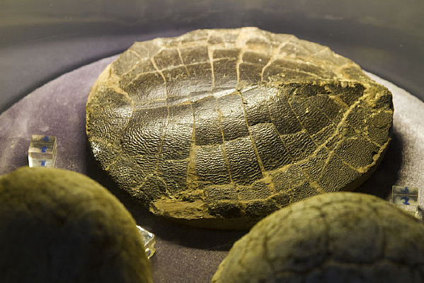 ï���޶ܹ껯ʯ